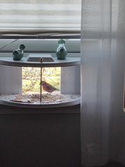 Haemorhous mexicanus