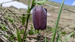 Fritillaria latifolia