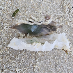 Saccostrea