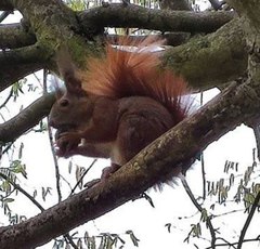 Sciurus vulgaris
