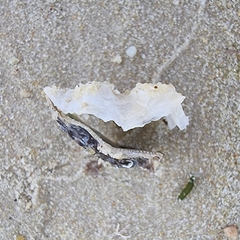 Saccostrea