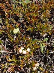 Vaccinium boreale
