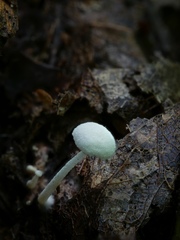 Resinomycena
