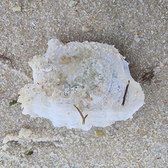 Saccostrea