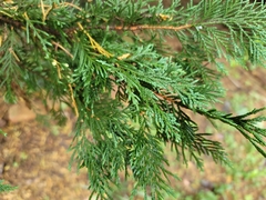 Cupressus × leylandii