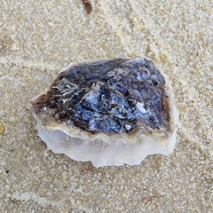 Saccostrea
