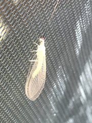 Ceraeochrysa lineaticornis