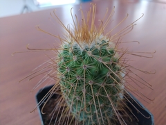 Mammillaria magnifica