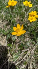 Anemonastrum speciosum