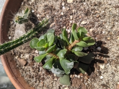 Adromischus cristatus