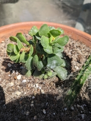 Adromischus cristatus