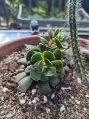 Adromischus cristatus