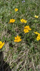 Anemonastrum speciosum