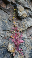 Erythranthe alsinoides