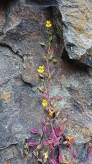 Erythranthe alsinoides