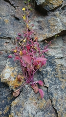 Erythranthe alsinoides