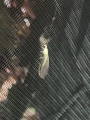 Ceraeochrysa lineaticornis