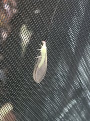 Ceraeochrysa lineaticornis