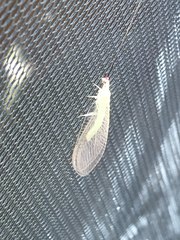 Ceraeochrysa lineaticornis