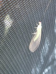 Ceraeochrysa lineaticornis