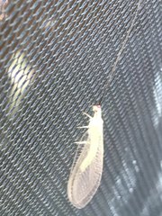 Ceraeochrysa lineaticornis