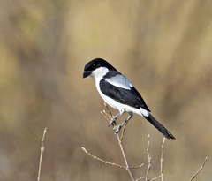 Lanius dorsalis