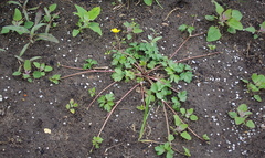 Ranunculus repens