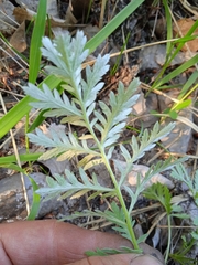 Artemisia armeniaca