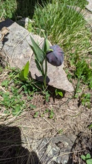 Fritillaria latifolia