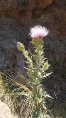 Cirsium ochrocentrum