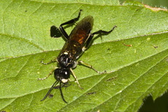 Macrophya militaris
