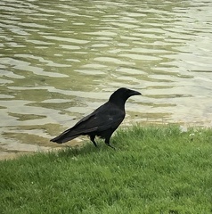 Corvus corone