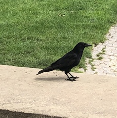 Corvus corone