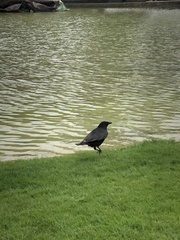 Corvus corone