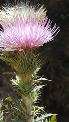 Cirsium ochrocentrum