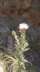 Cirsium ochrocentrum