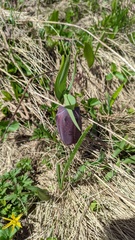 Fritillaria latifolia