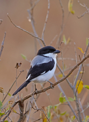Lanius dorsalis