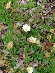 Dryas oxyodonta