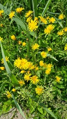 Crepis paludosa
