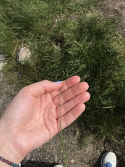 Juncus filiformis