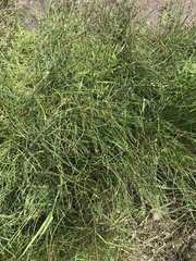 Juncus filiformis