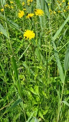 Crepis paludosa