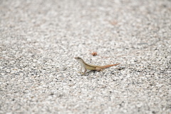 Leiocephalus raviceps