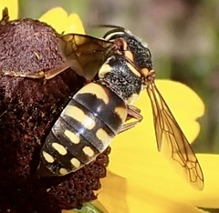 Bicyrtes insidiatrix