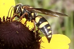 Bicyrtes insidiatrix