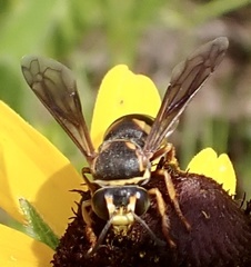 Bicyrtes insidiatrix