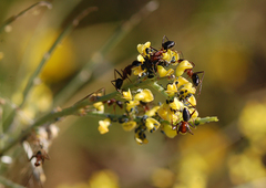 Camponotus barbaricus