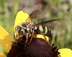 Bicyrtes insidiatrix