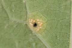 Stagonospora apocyni